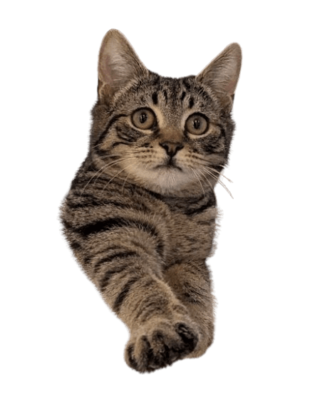 Ringo AI - A cat